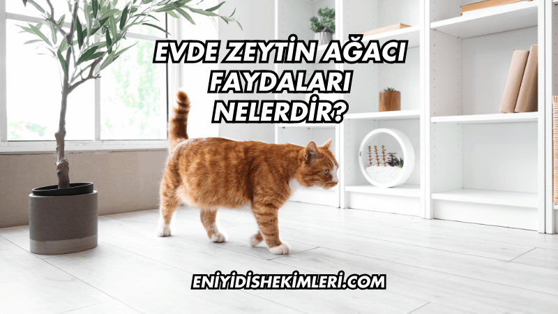 Evde Zeytin Ağacı Faydaları Nelerdir?