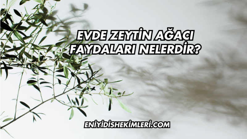 Evde Zeytin Ağacı Faydaları Nelerdir?