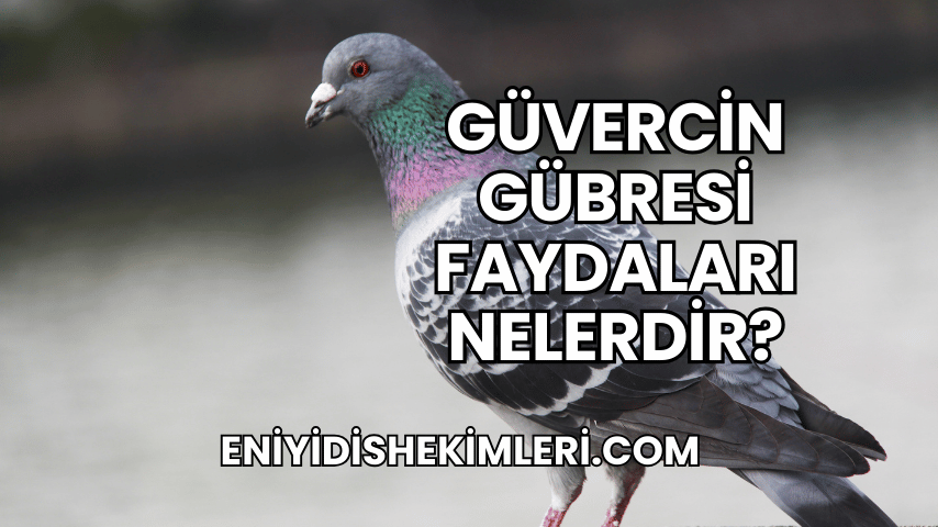 Güvercin Gübresi Faydaları Nelerdir?