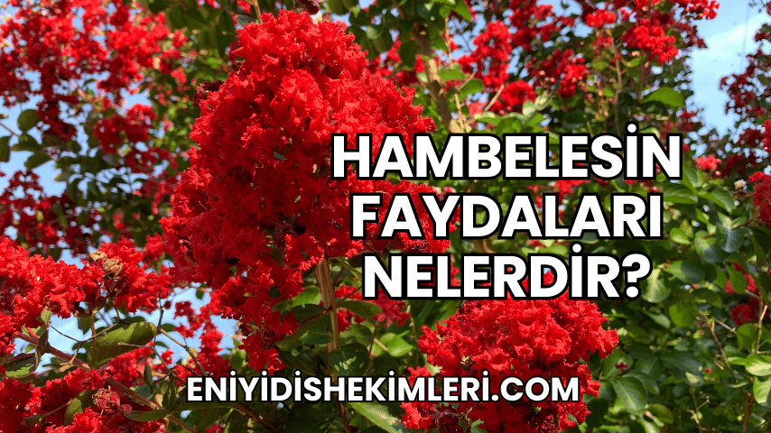 Hambelesin Faydaları Nelerdir?