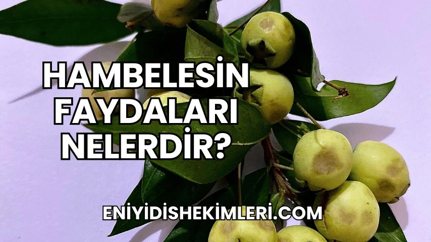 Hambelesin Faydaları Nelerdir?