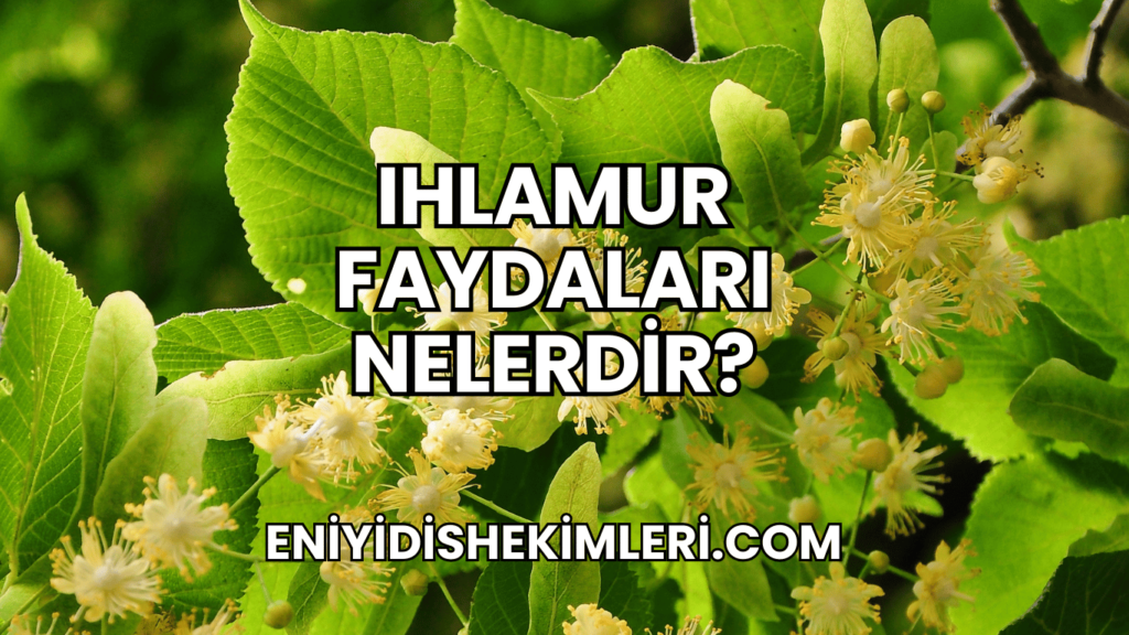 Ihlamur Faydaları Nelerdir?