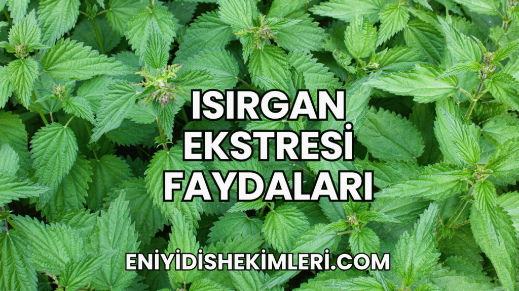 Isırgan Ekstresi Faydaları