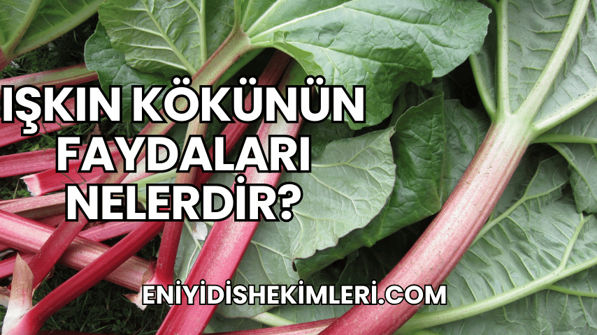 Işkın Kökünün Faydaları Nelerdir?