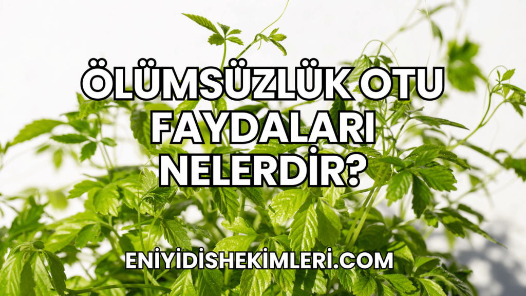 Ölümsüzlük Otu Faydaları Nelerdir?