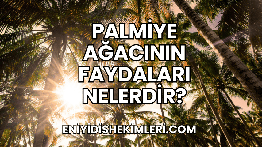 Palmiye Ağacının Faydaları Nelerdir?