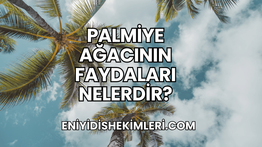 Palmiye Ağacının Faydaları Nelerdir?