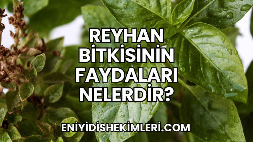 Reyhan Bitkisinin Faydaları Nelerdir?