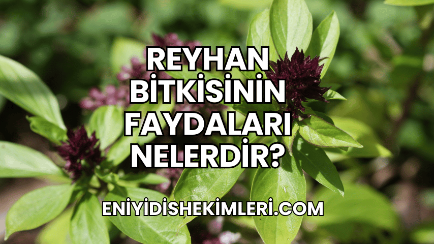 Reyhan Bitkisinin Faydaları Nelerdir?