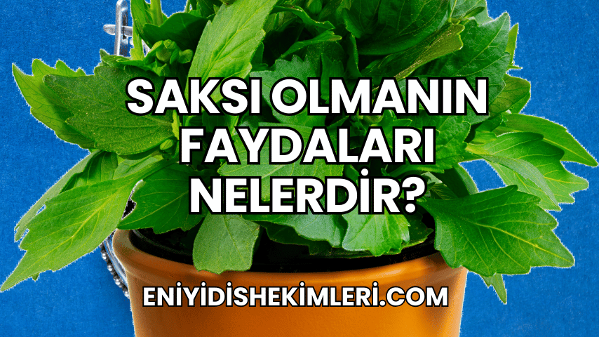 Saksı Olmanın Faydaları Nelerdir?