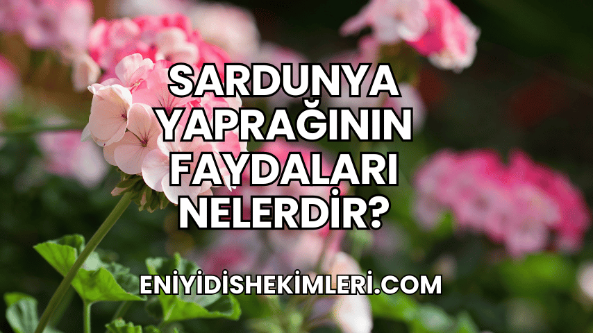 Sardunya Yaprağının Faydaları Nelerdir?