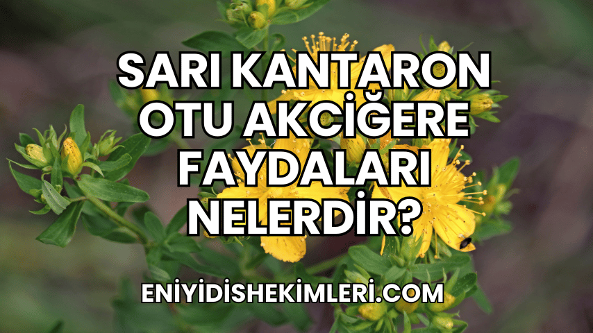 Sarı Kantaron Otu Akciğere Faydaları Nelerdir?