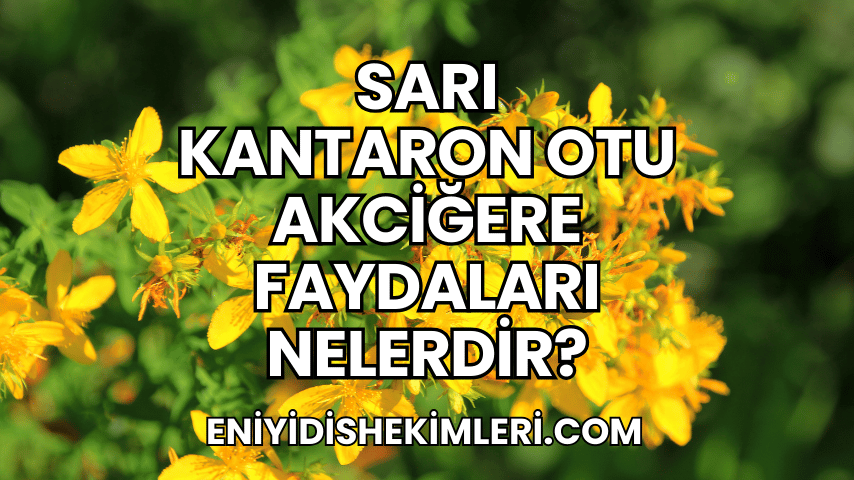 Sarı Kantaron Otu Akciğere Faydaları Nelerdir?