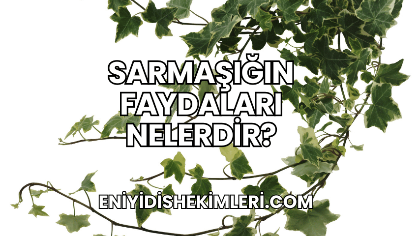 Sarmaşığın Faydaları Nelerdir?