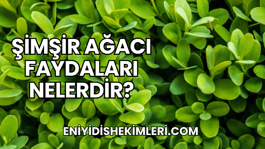 Şimşir Ağacı Faydaları Nelerdir?