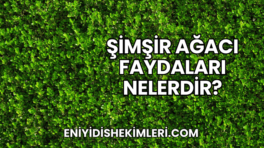 Şimşir Ağacı Faydaları Nelerdir?