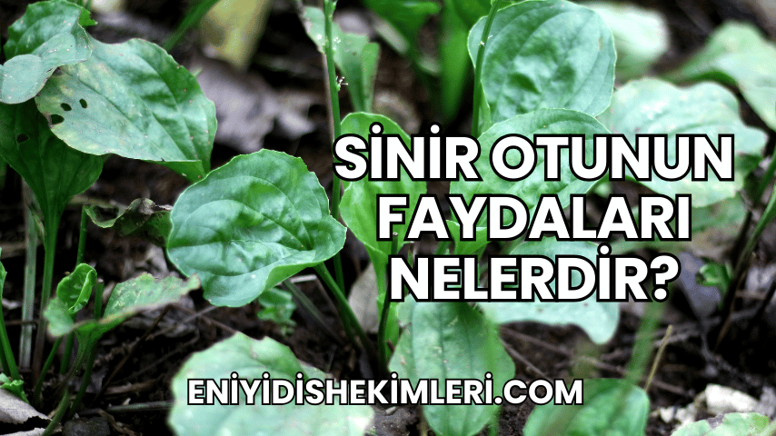 Sinir Otunun Faydaları Nelerdir?