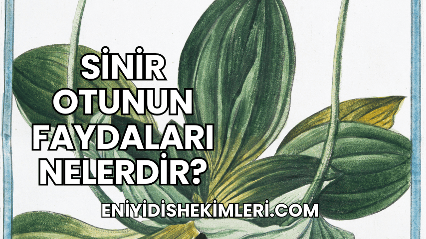 Sinir Otunun Faydaları Nelerdir?