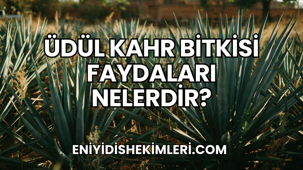 Üdül Kahr Bitkisi Faydaları Nelerdir?