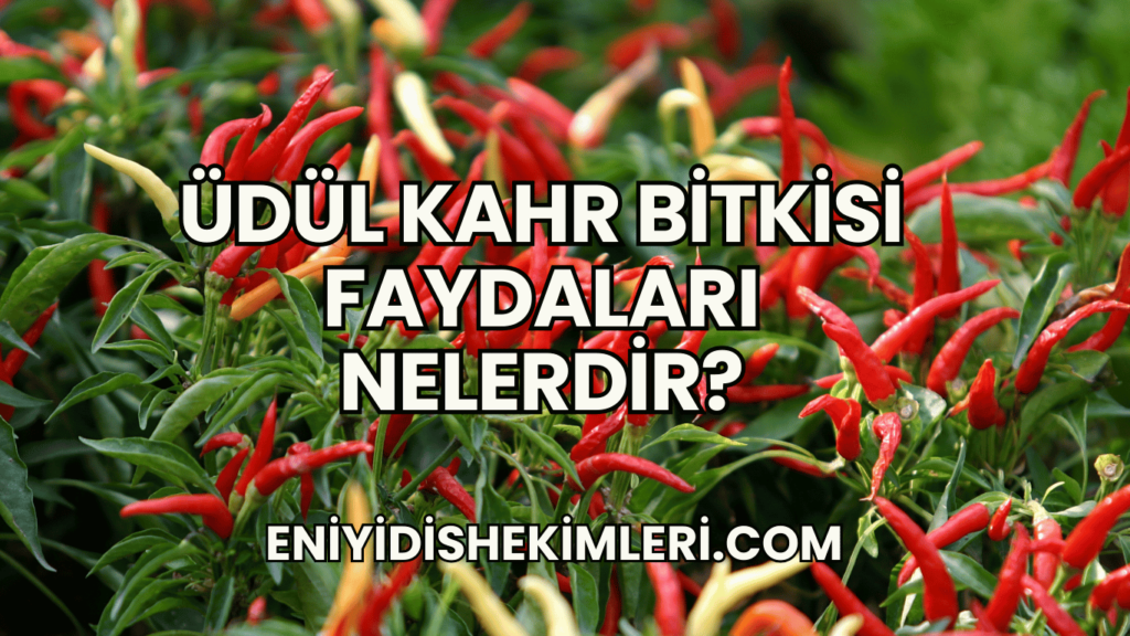 Üdül Kahr Bitkisi Faydaları Nelerdir?