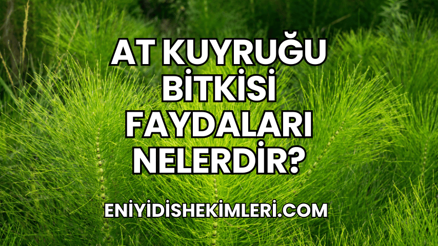 At Kuyruğu Bitkisi Faydaları Nelerdir?