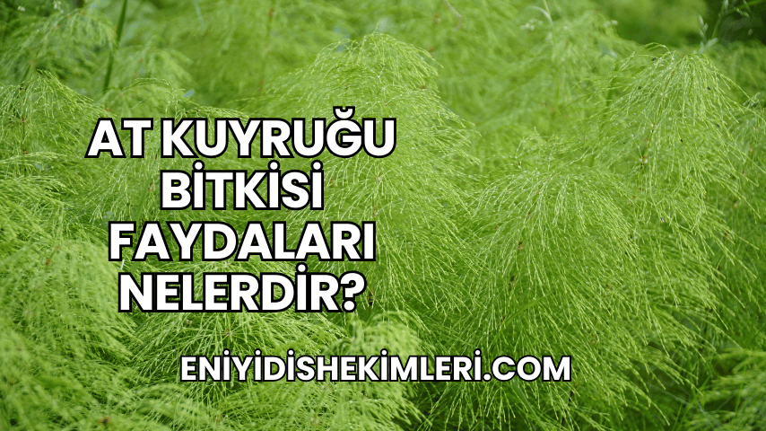 At Kuyruğu Bitkisi Faydaları Nelerdir?