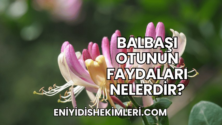 Balbaşı Otunun Faydaları Nelerdir?