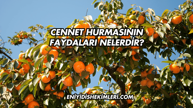 Cennet Hurmasının Faydaları Nelerdir?