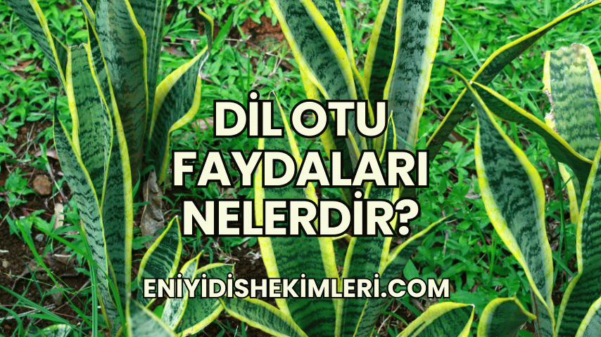 Dil Otu Faydaları Nelerdir?