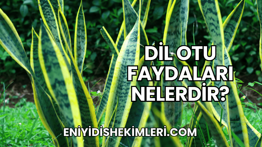 Dil Otu Faydaları Nelerdir?