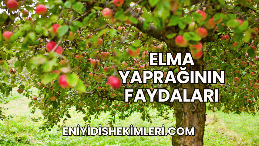 Elma Yaprağının Faydaları