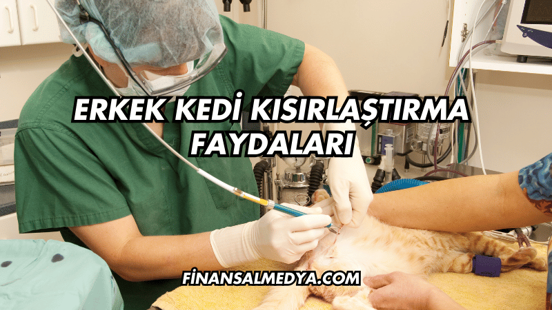 Erkek Kedi Kısırlaştırma Faydaları