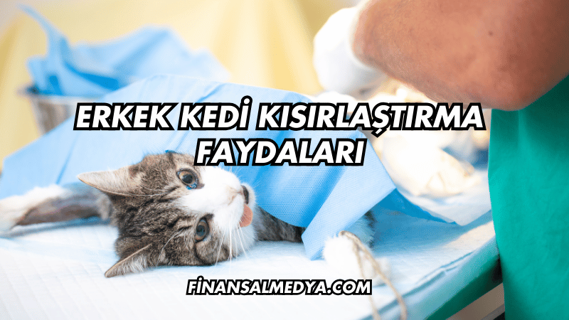 Erkek Kedi Kısırlaştırma Faydaları