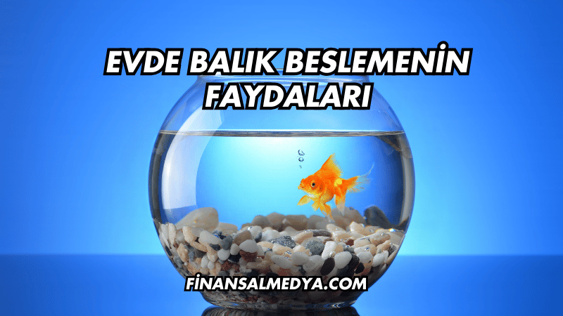 Evde Balık Beslemenin Faydaları