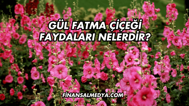 Gül Fatma Çiçeği Faydaları Nelerdir?