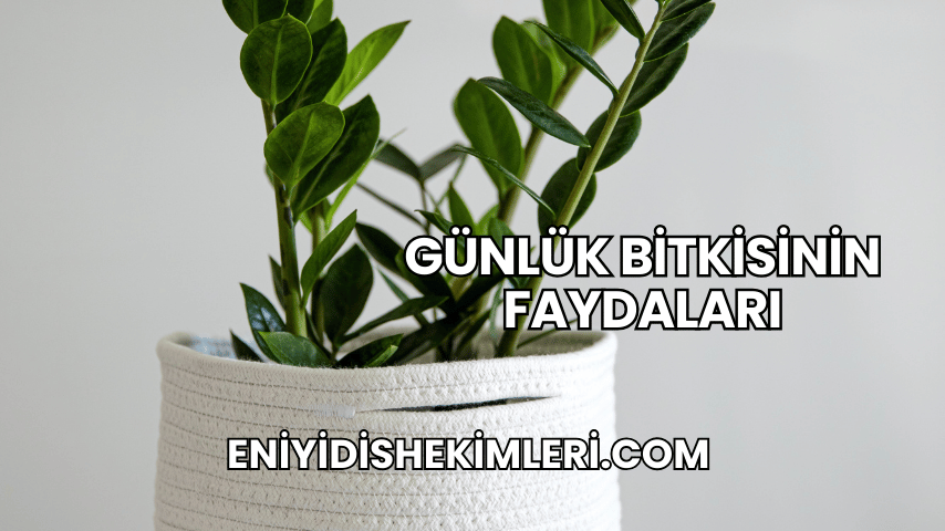 Günlük Bitkisinin Faydaları