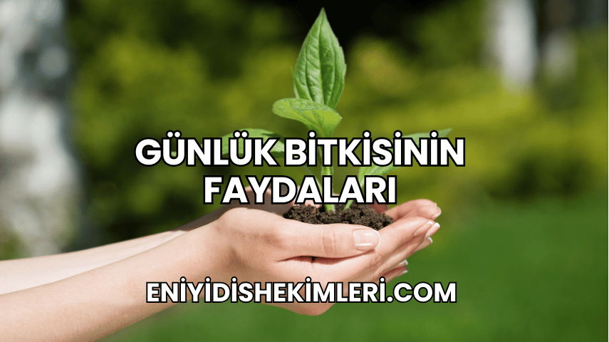 Günlük Bitkisinin Faydaları