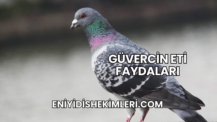 Güvercin Eti Faydaları