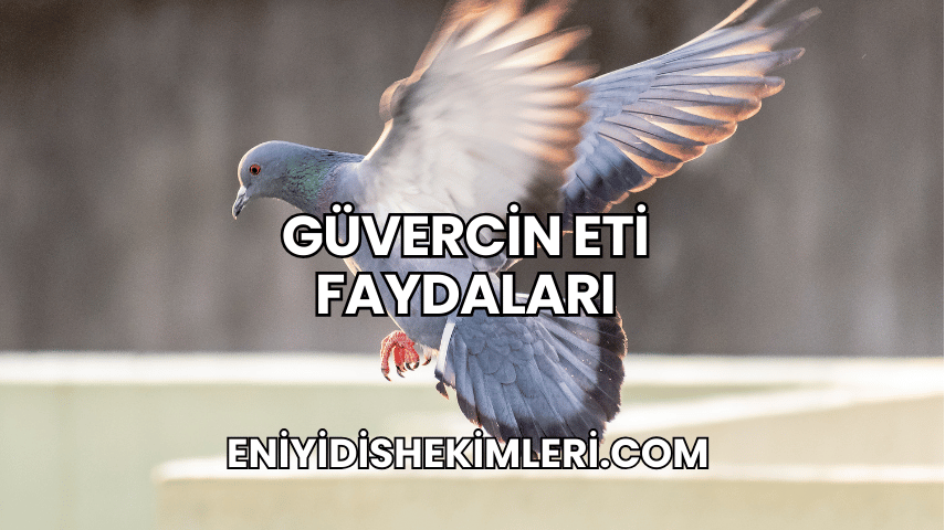 Güvercin Eti Faydaları