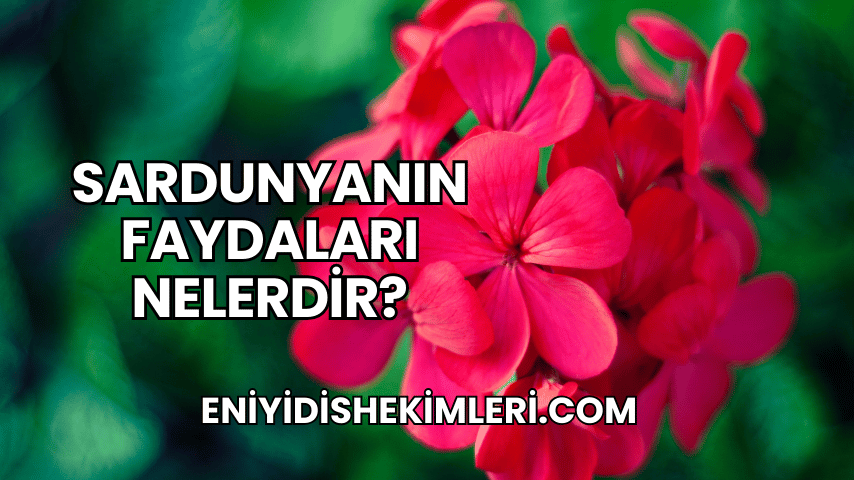 Sardunyanın Faydaları Nelerdir?