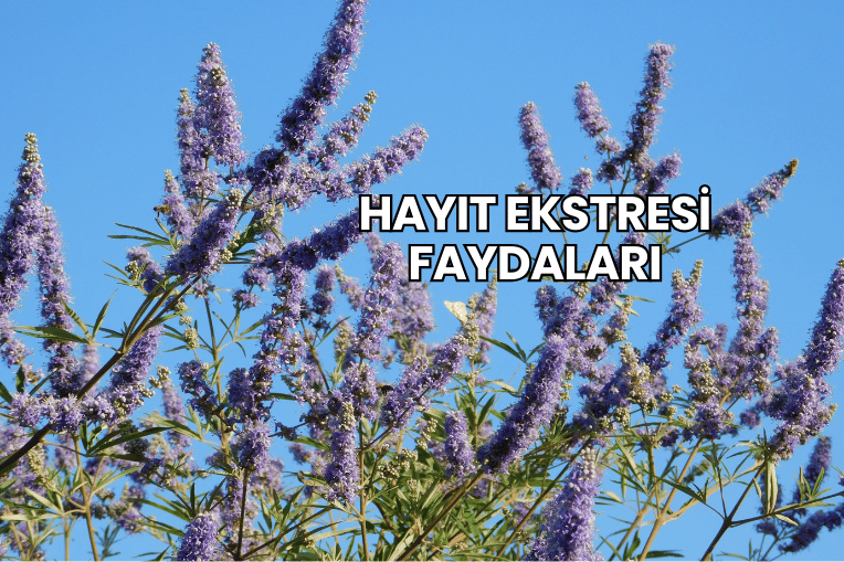 Hayıt Ekstresi Faydaları