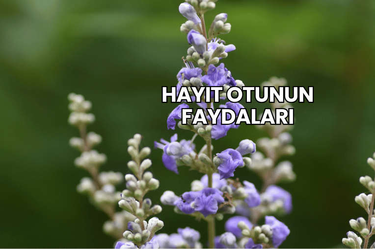 Hayıt Otunun Faydaları