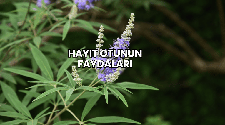 Hayıt Otunun Faydaları