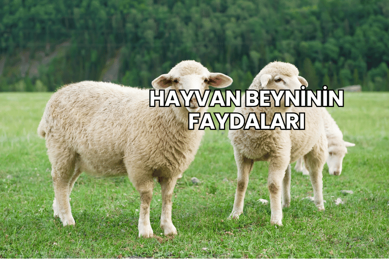 Hayvan Beyninin Faydaları