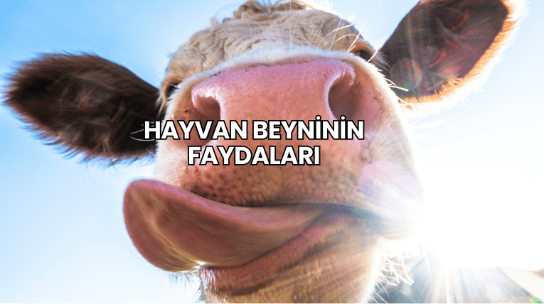 Hayvan Beyninin Faydaları