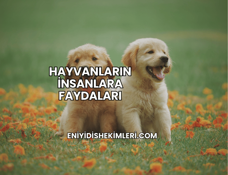 Hayvanların İnsanlara Faydaları