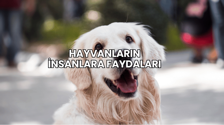 Hayvanların İnsanlara Faydaları