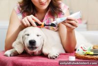Should I Brush My Dog’s Teeth? Complete Guide for Pet Owners