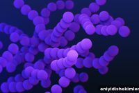 Leaky Gut, Gum Disease, and Chronic Illness: What’s the Link?