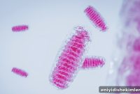 How Mitochondria and Oral Bacteria Drive Periodontal Disease
